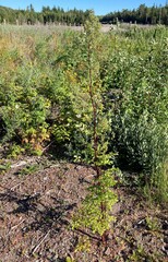 Thalictrum dasycarpum