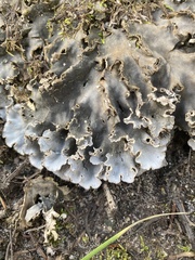 Peltigera