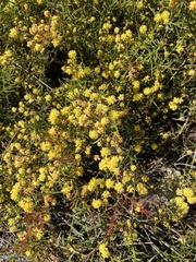 Phyllodineae