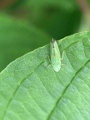 Graphocephala versuta