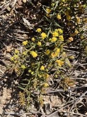 Phyllodineae