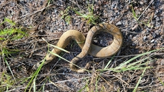 Heterodon platirhinos