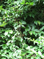 Thyrsanthella difformis
