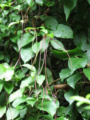 Thyrsanthella difformis