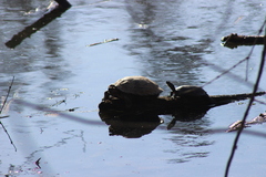 Deirochelyinae