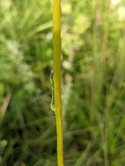 Helianthus heterophyllus