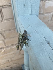 Melanoplinae