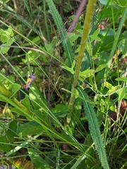 Helianthus heterophyllus