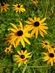 Rudbeckia fulgida