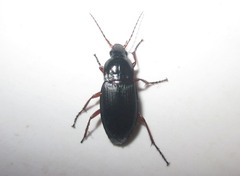 Calathus fuscipes