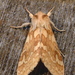 Spotted Tussock Moth - Photo (c) Dick, some rights reserved (CC BY-NC-SA)
