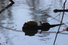 Deirochelyinae