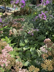 Anthidium oblongatum