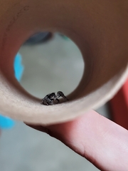 Platycryptus californicus