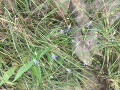 Campanula divaricata