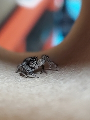 Platycryptus californicus