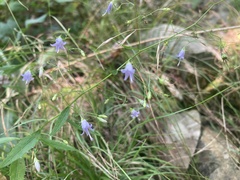 Campanula divaricata