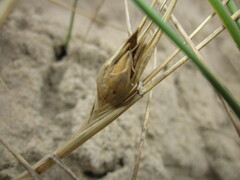 Eurytoma longipennis