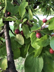 Malus