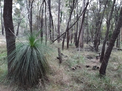 Xanthorrhoea