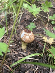 Lepiota magnispora