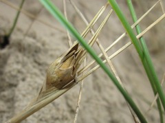 Eurytoma longipennis