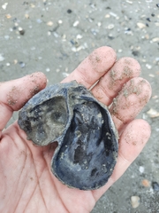 Crassostrea virginica