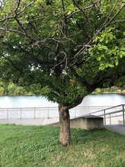 Malus