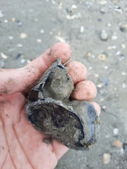 Crassostrea virginica