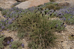 Carex helleri