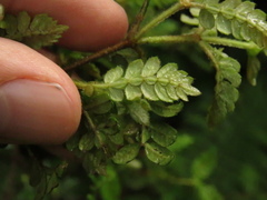 Weinmannia tomentosa