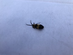 Calopteron