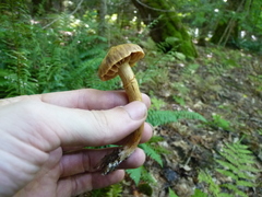 Cortinarius distans