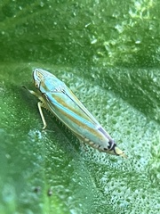 Graphocephala versuta