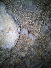 Latrodectus tredecimguttatus