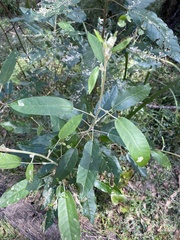 Astrotricha latifolia