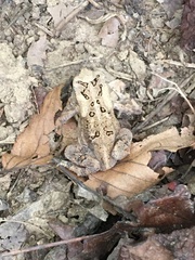 Anaxyrus americanus