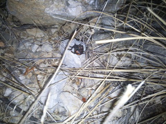 Latrodectus tredecimguttatus