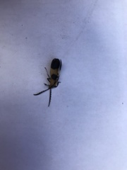 Calopteron