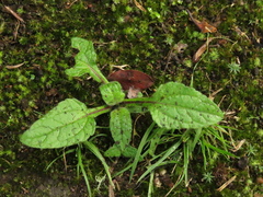 Sigesbeckia jorullensis