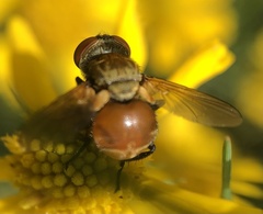 Gymnoclytia