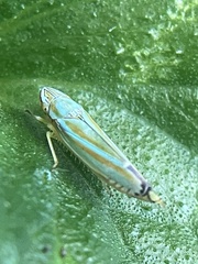 Graphocephala versuta