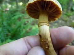 Cortinarius distans