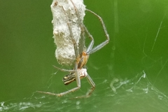 Mecynogea lemniscata