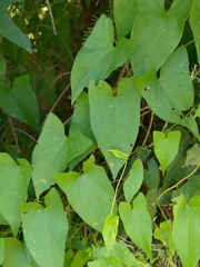 Calystegia silvatica