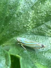 Graphocephala versuta