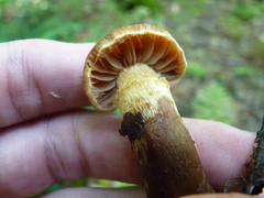 Cortinarius distans