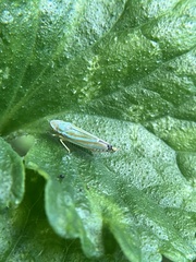 Graphocephala versuta