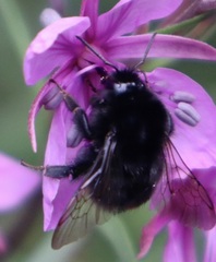 Bombus lapidarius