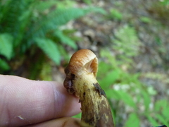 Cortinarius distans